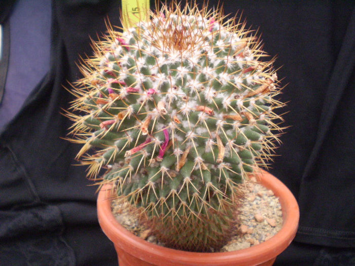 Mammillaria obconela