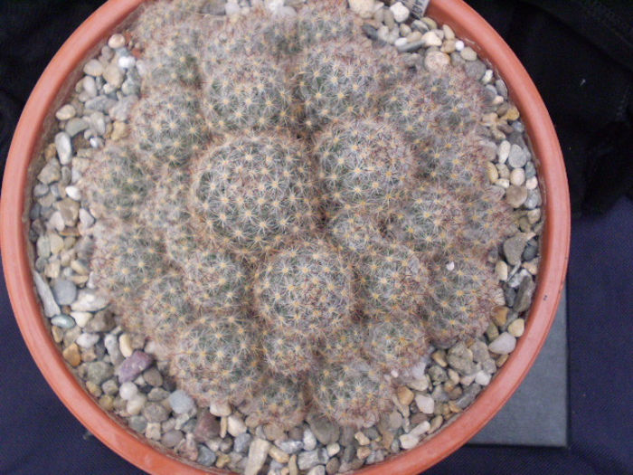 Mammillaria prolifera - Mamm 2013