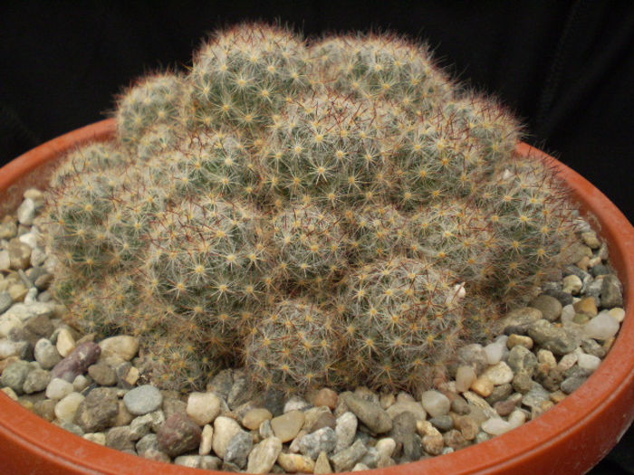 Mammillaria prolifera - Mamm 2013