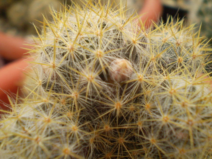 Mammillaria prolifera v. texana