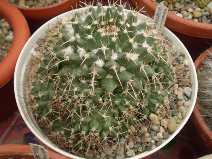 Mammillaria winteriana