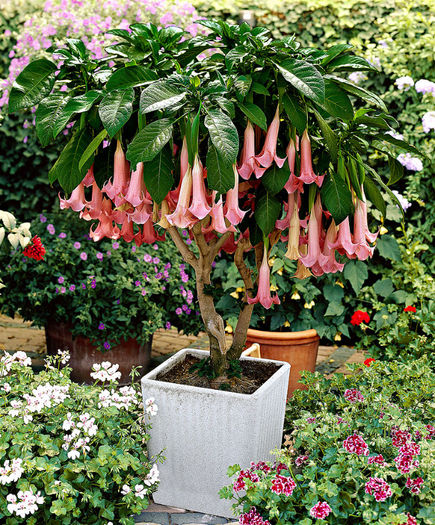 16173 - imi doresc brugmansia culoarea aceasta