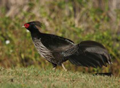 Mascul Nepal - Fazani Nepal cu motu negru