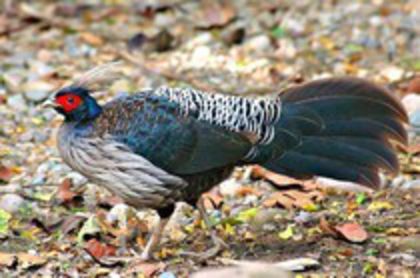 Mascul Nepal - Fazani Nepal cu motu alb