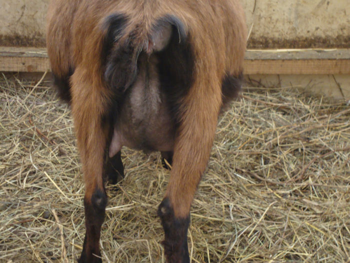 capra gestanta la prima fatare