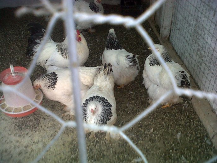 brahma hermina deschis
