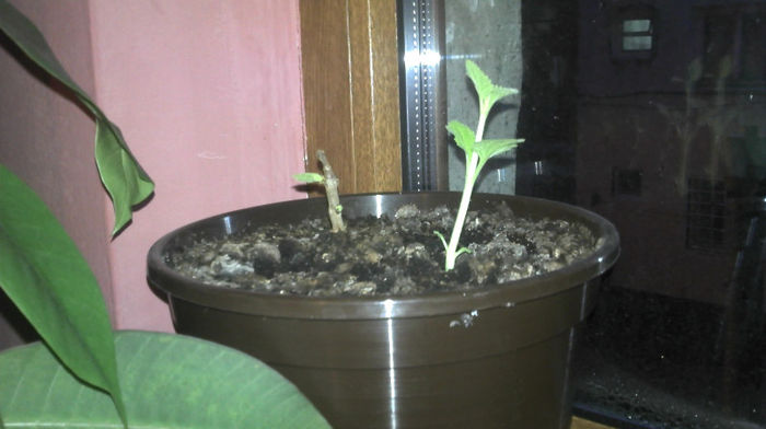 2013-02-27 06.52.05 - Paulownia Experiment