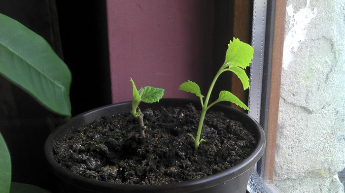 2013-03-02 08.18.07 - Paulownia Experiment