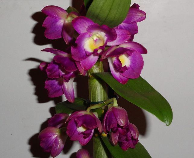  - Dendrobium 2