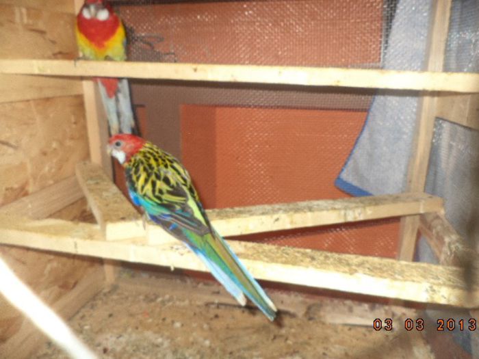 DSC00526 - rosella