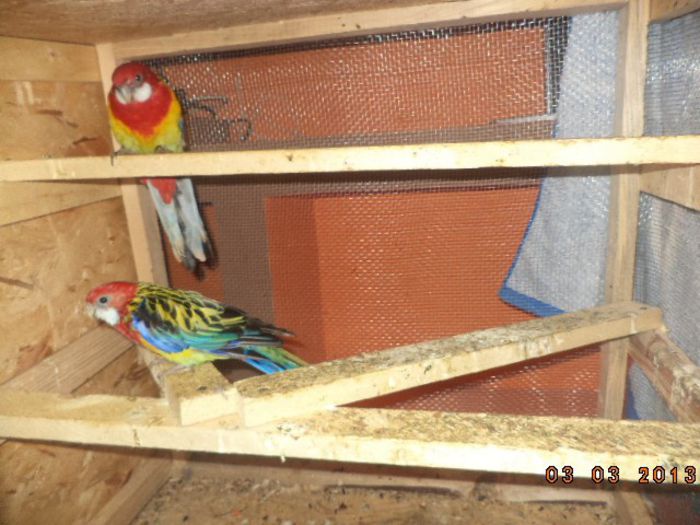 DSC00528 - rosella