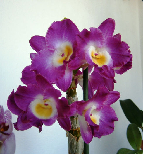 P3030009 - Reinfloriri orhidee 2013