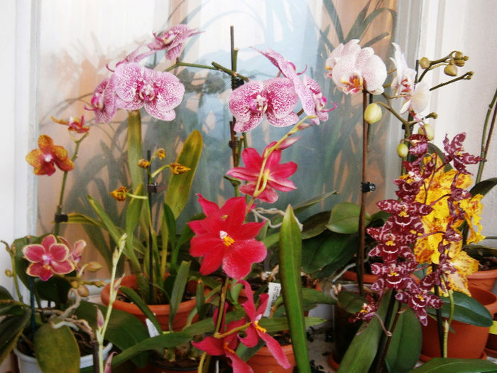 Detaliu 3 balcon - Reinfloriri orhidee 2013