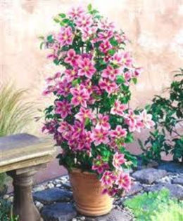 clematita pilu