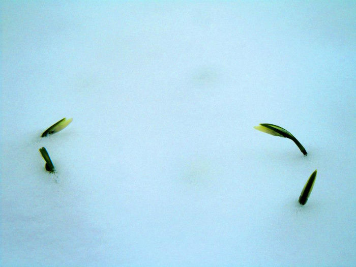 556514_466450476751895_755851415_n