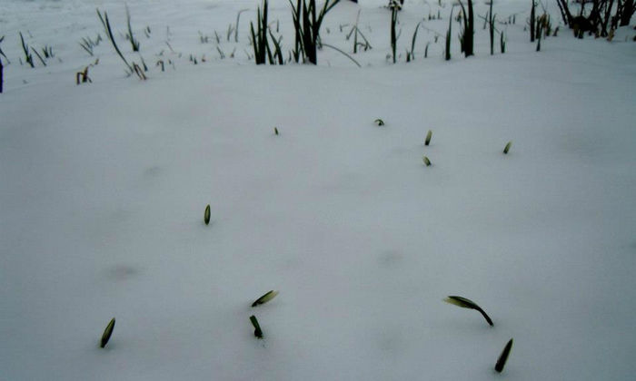 735220_466450460085230_246171672_n