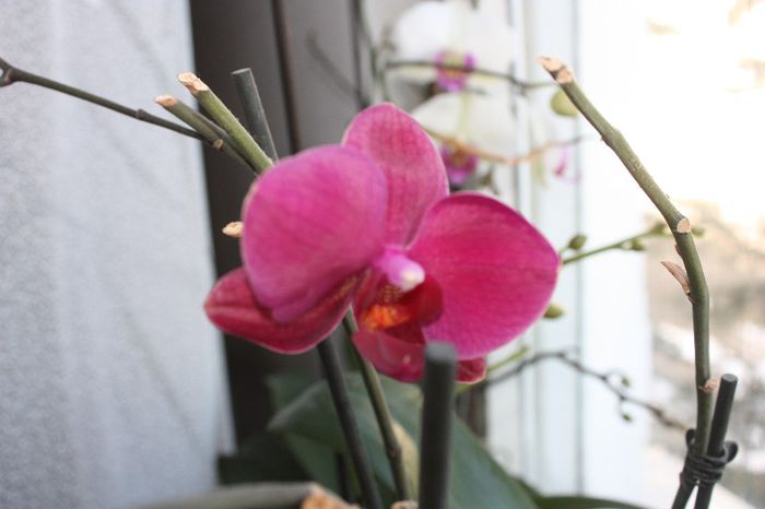 IMG_8920 - Flori martie