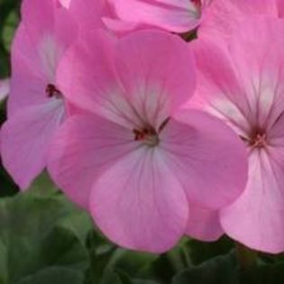 geranium lavender