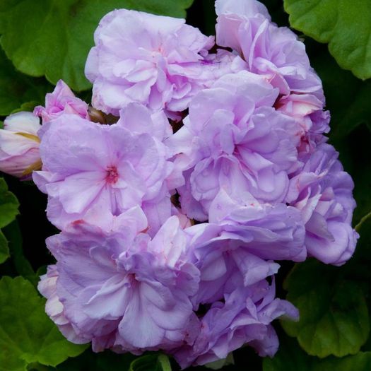 geranium lilac - MUSCATE SI SEMINTE