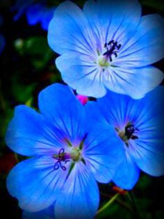 geranium manculatum epuizat - MUSCATE SI SEMINTE