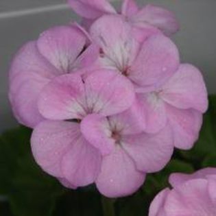 geranium quicksilver