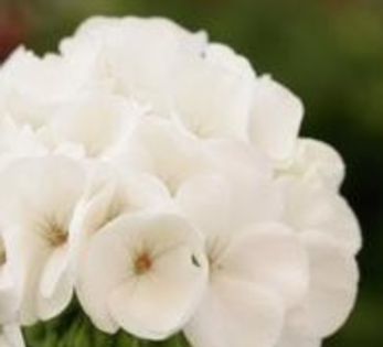 geranium white pur - MUSCATE SI SEMINTE