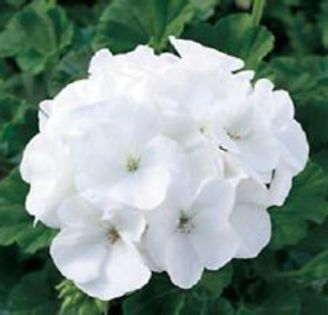 geranium white