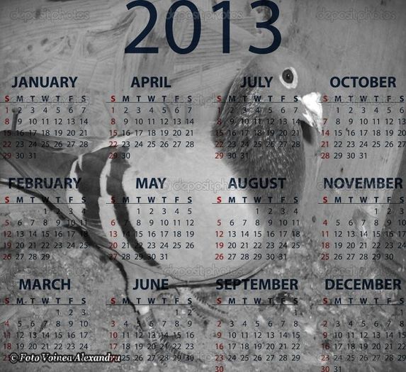 Vanat 2008 - Calendar Porumbei