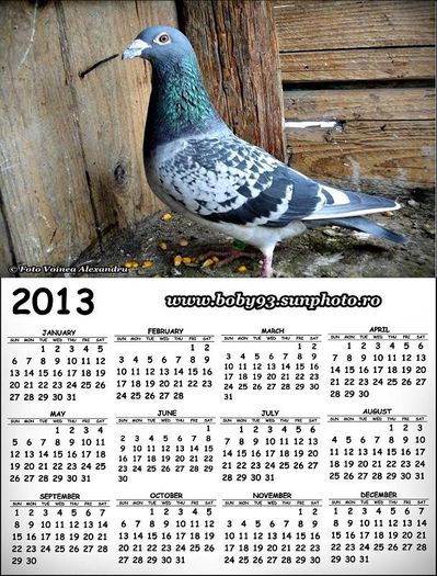 Solzat 2012 - Calendar Porumbei