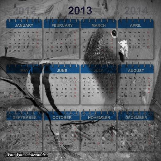 Vanat 2008 - Calendar Porumbei