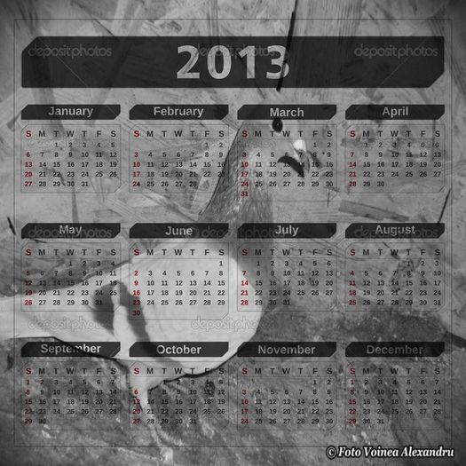 Argintie 2012 - Calendar Porumbei