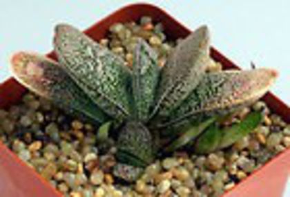 140 (8) gasteria baillisiana