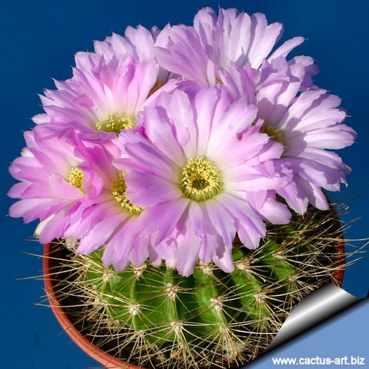 Acanthocalycium_violaceum_04_810=2lei sem