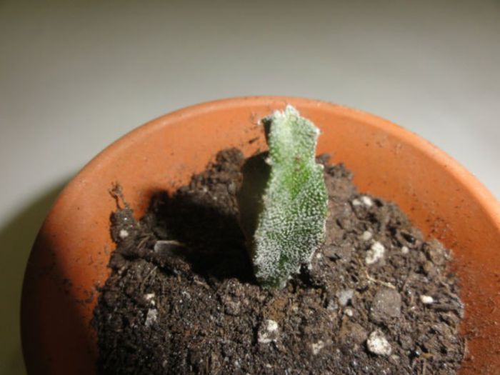 a-myriostigma quadricostatum=3lei sem - CACTUSI SEMINTE 1