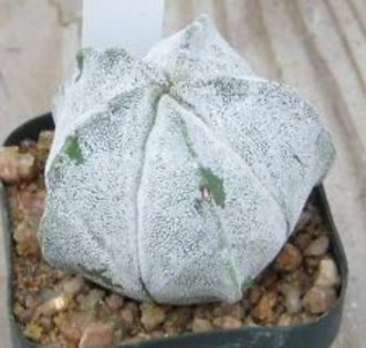 a-myriostigma=4lei sem - CACTUSI SEMINTE 1