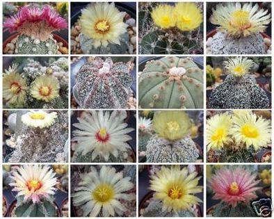 astrophytum vatiety mix   4