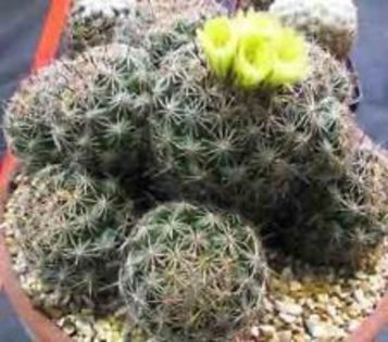 c-coryphantha