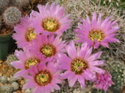 e_reichenbachii_albispinus_a_200