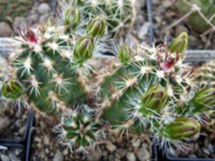 e_viridiflorus_c_200