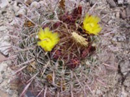 f_cylindraceus_h_200