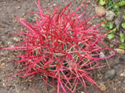f_cylindraceus_x_200