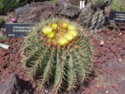f_glaucescens_b_200