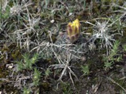 g_andreae_e_200 - CACTUSI SEMINTE 1