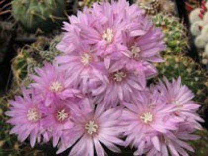 g_bruchii_b_200 - CACTUSI SEMINTE 1