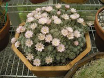 g_bruchii_f_200 - CACTUSI SEMINTE 1
