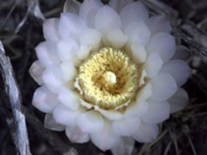 g_gibbosum_c_200
