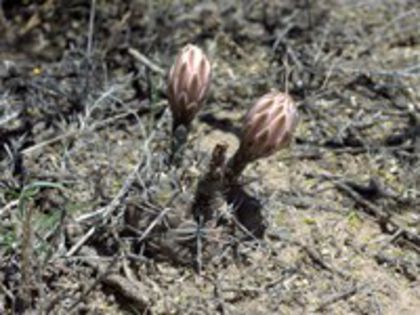 g_gibbosum_p_200