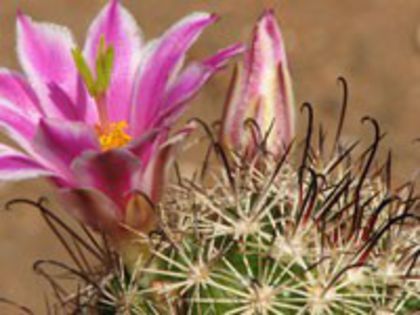 m_blossfeldiana_f_200