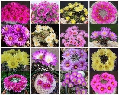 mammillaria mix pinchusion  12
