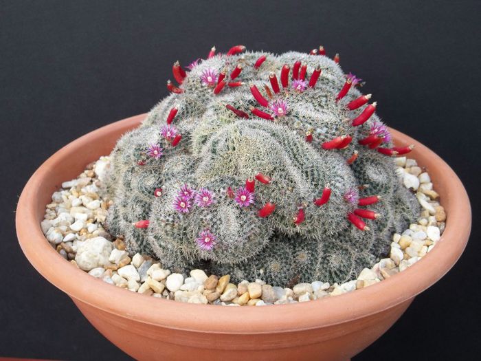 mammillaria perbella pinchusion  11